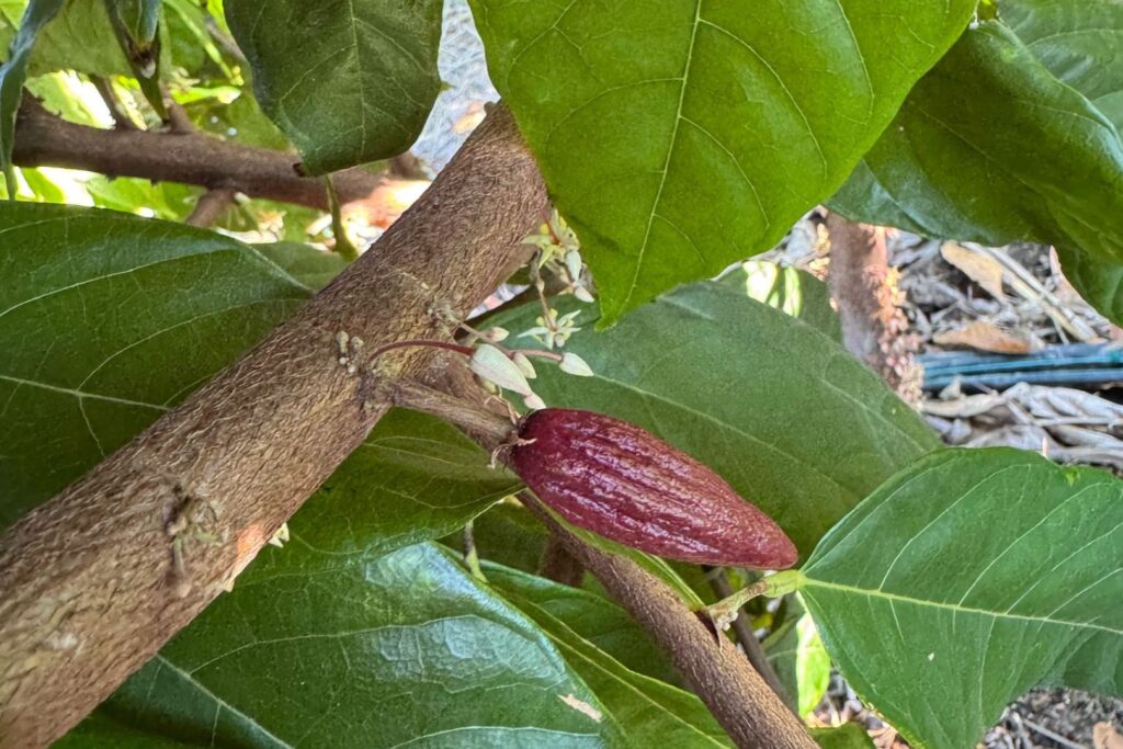 Peirot AI powered Cacao Farming