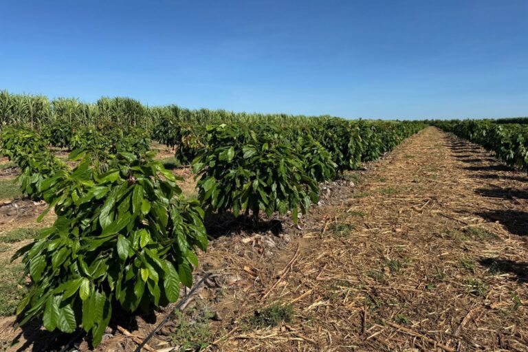 AI Powered Cacao Farming - Field with Irrigation lines and sensors