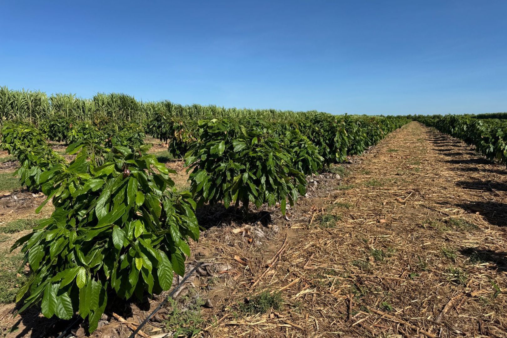 AI Powered Cacao Farming - Field with Irrigation lines and sensors