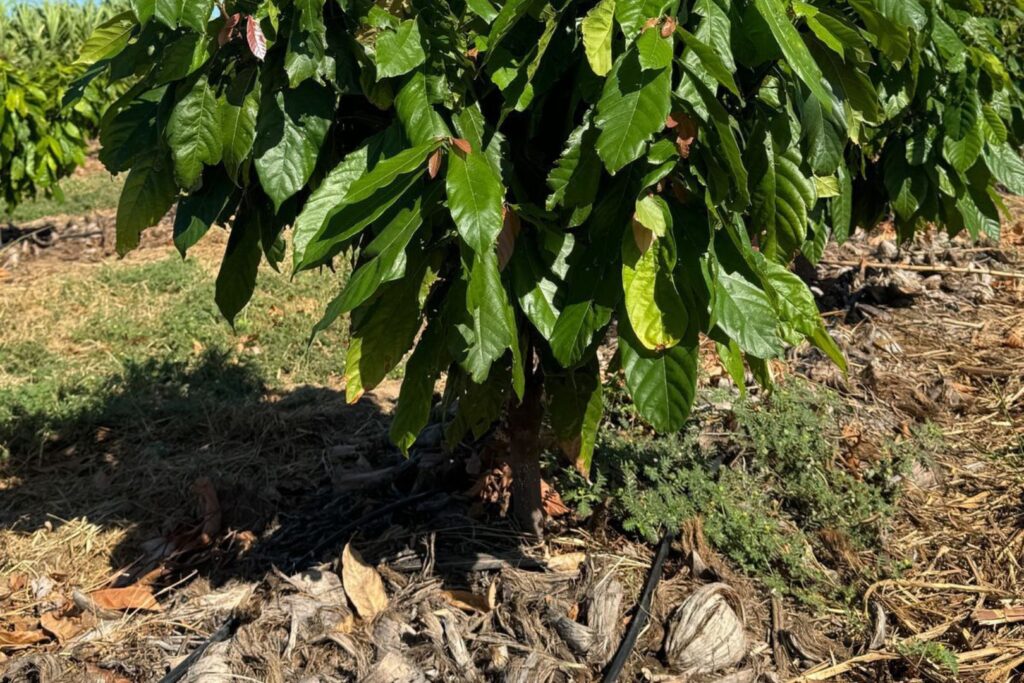 Peirot AI powered cacao farming Tree