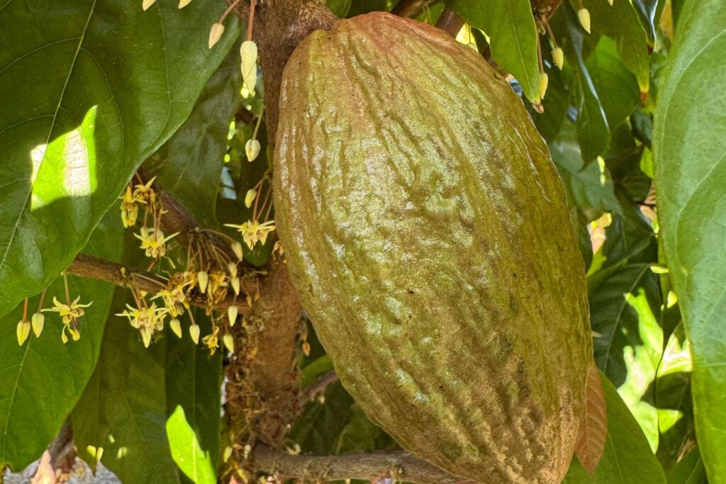 Peirot AI powered farming, cacao pod