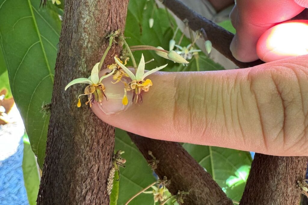 Peirot AI powered cacao farming flowers