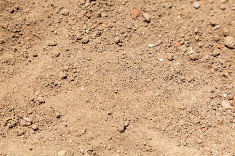 Dry, arid soil of our region has not stopped us from growing cacao successfully