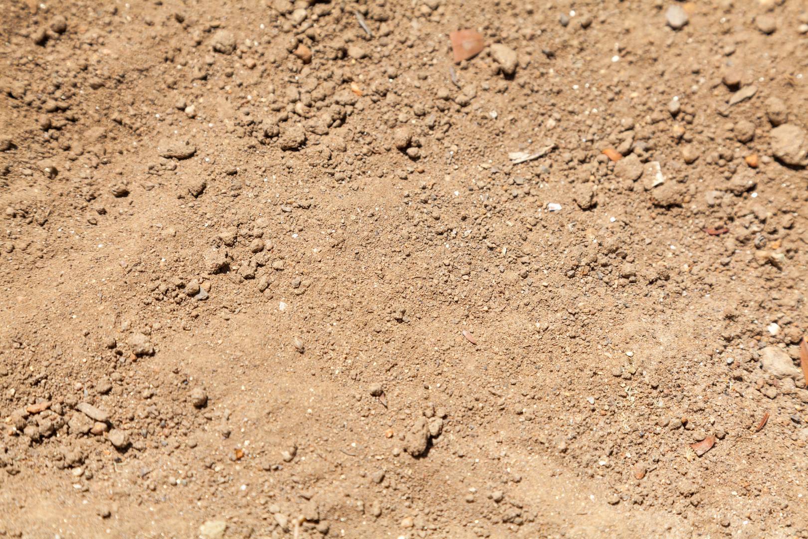 Dry, arid soil of our region has not stopped us from growing cacao successfully