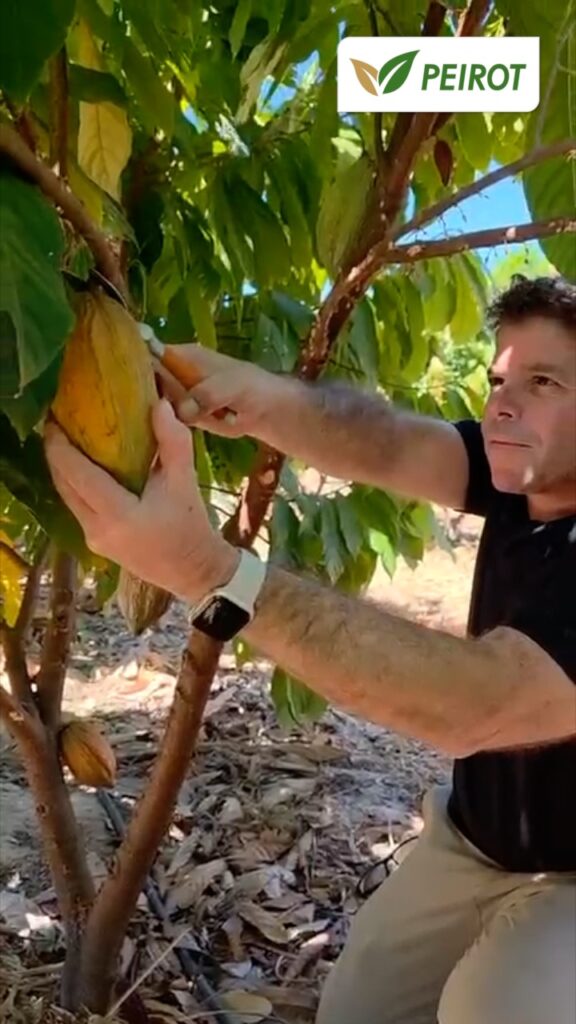 Peirot First Cacao Harvest Bahia - cutting the first pod from the tree