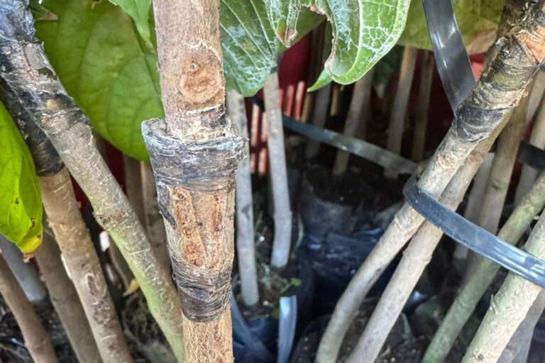 Innovative approaches to cacao farming - cloning and grafting cacao.