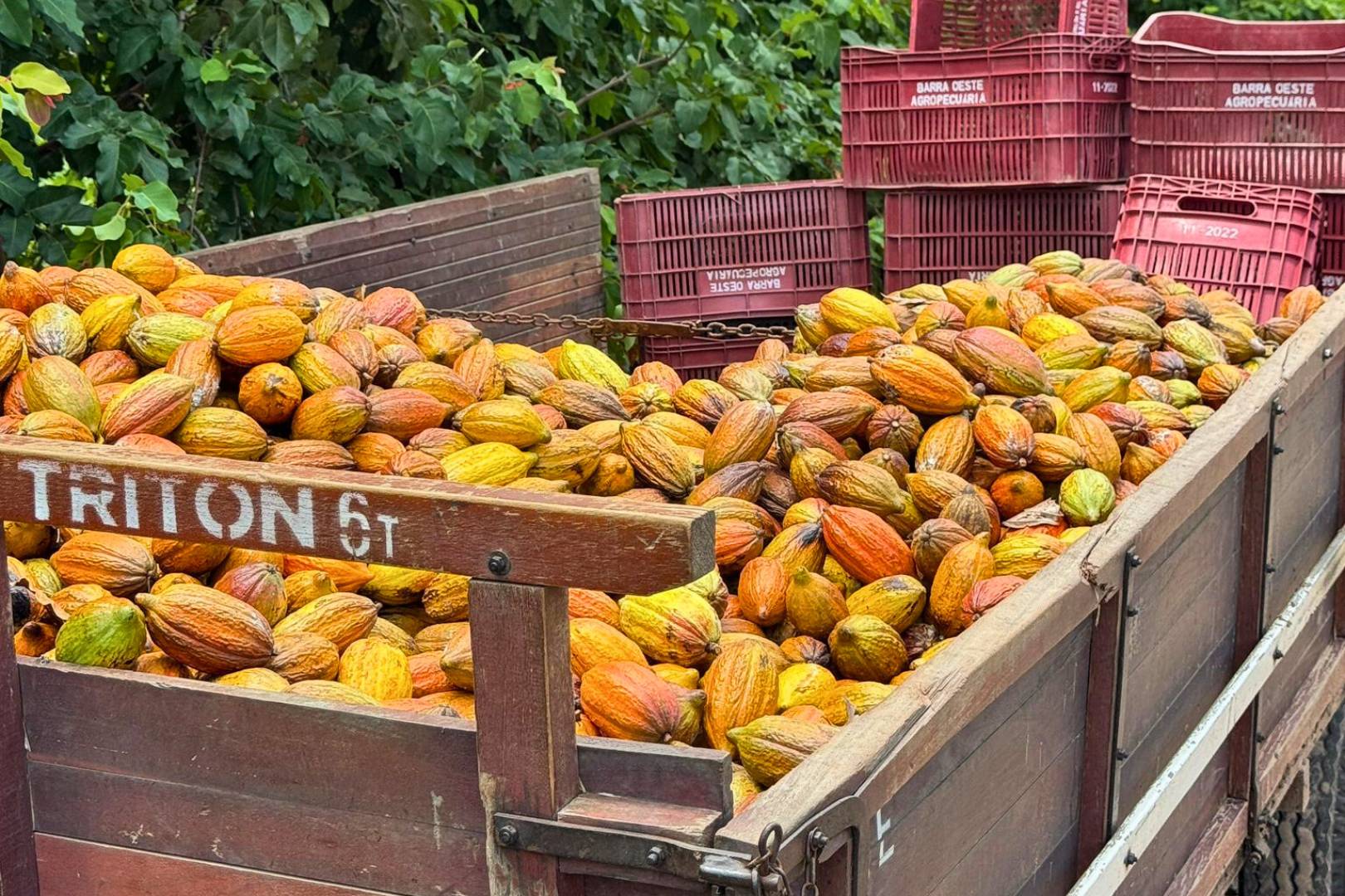 Trailer filled with recently harvested cacao pods at a sustainable cocoa farm.