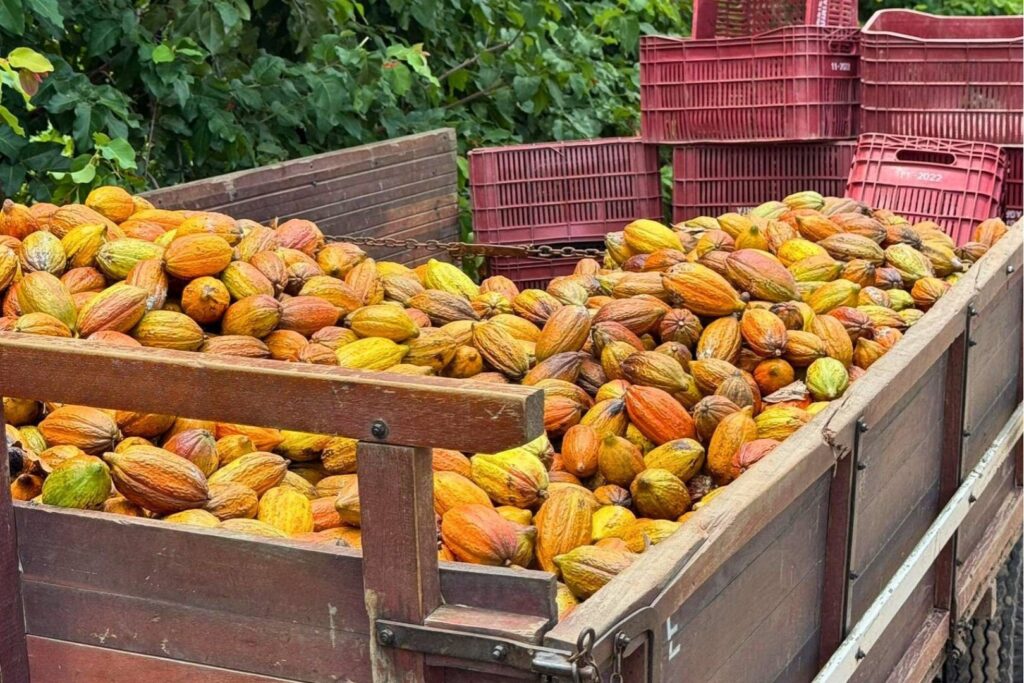 Peirot is a rapidly growing large-scale cacao farm located in Brazil.
