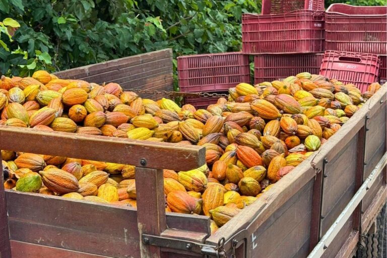 Peirot is a rapidly growing large-scale cacao farm located in Brazil.