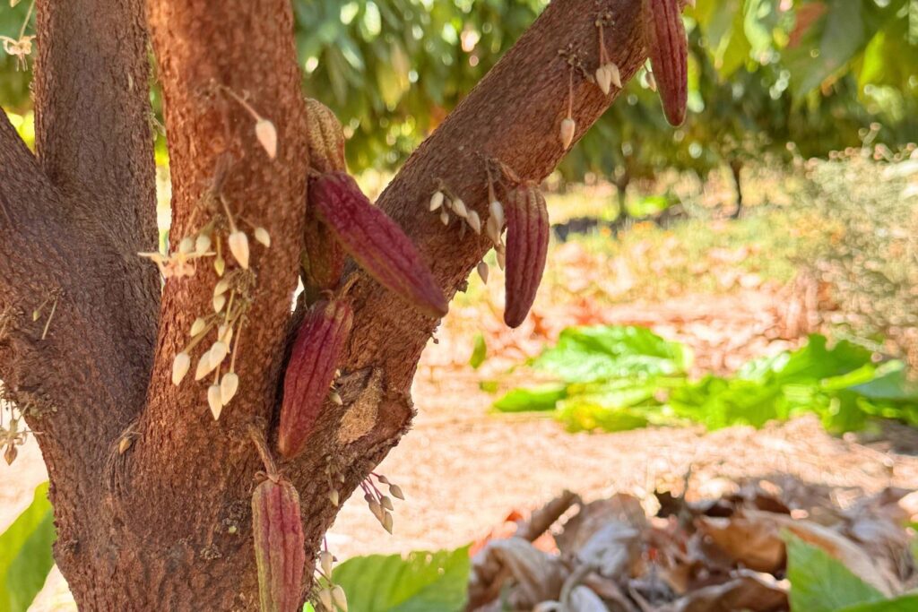 Cacao plant in early fruiting stage - Peirot.