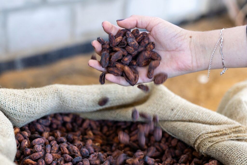 Cacao grown sustainably in Brazil by Peirot