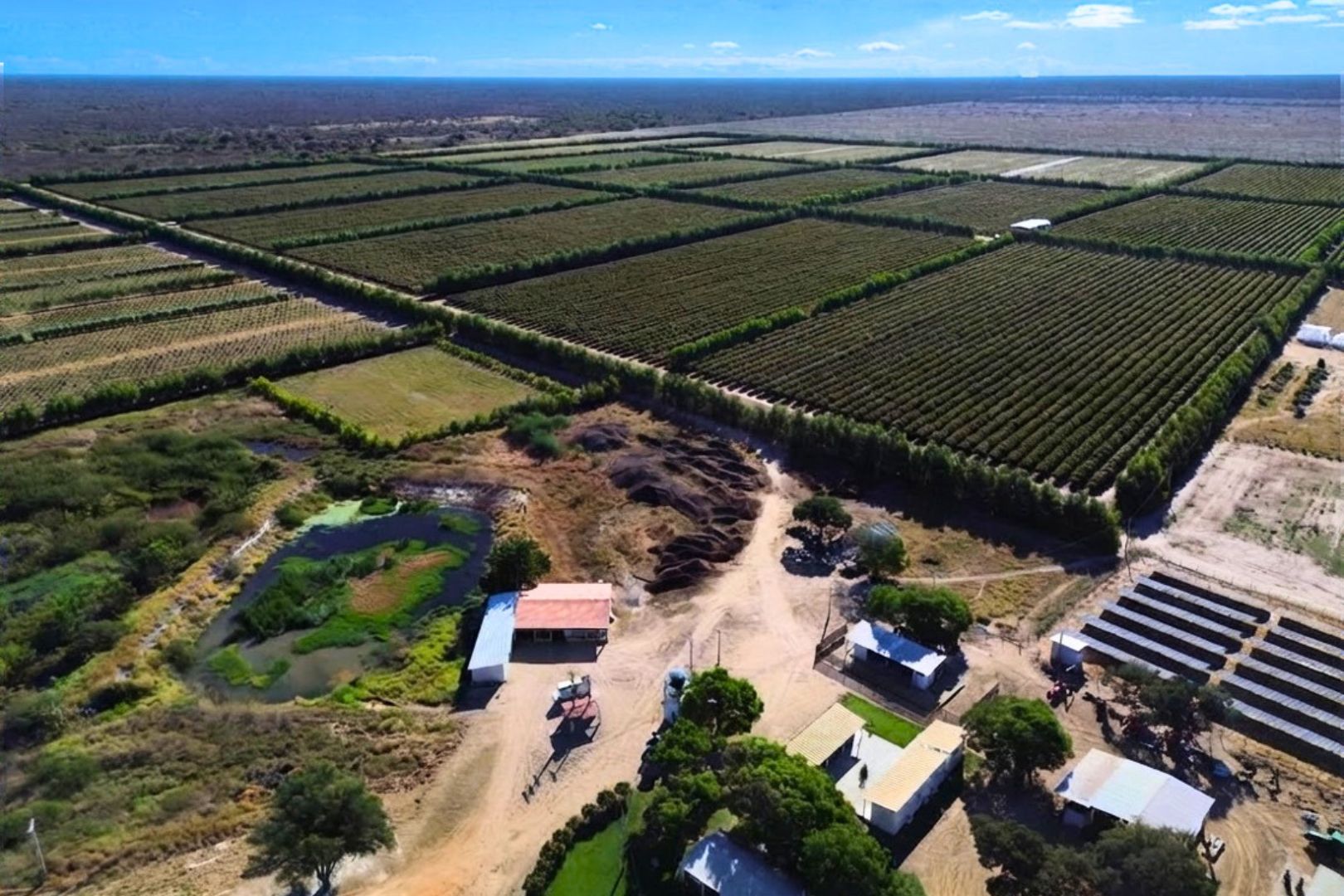 Peirot Large Scale Ethical Cacao Farm in Brazil